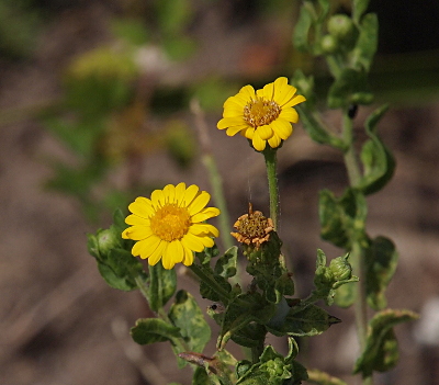 [Two yellow flowers each with 15-20 petals surrounding a yellow mound center are attached to a stem which has thick green 'crinkled' leaves. A third bloom has lost all its petals and the center is now a dried brown mound.]